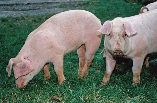 Schweinezucht: die Nutztierassen Südtirols