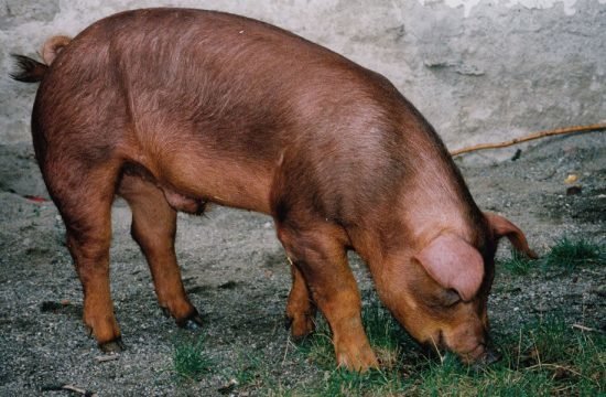 Schweinezucht: die Nutztierassen Südtirols