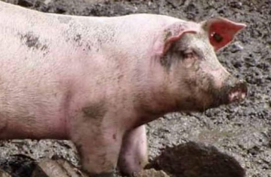 Schweinezucht: die Nutztierassen Südtirols
