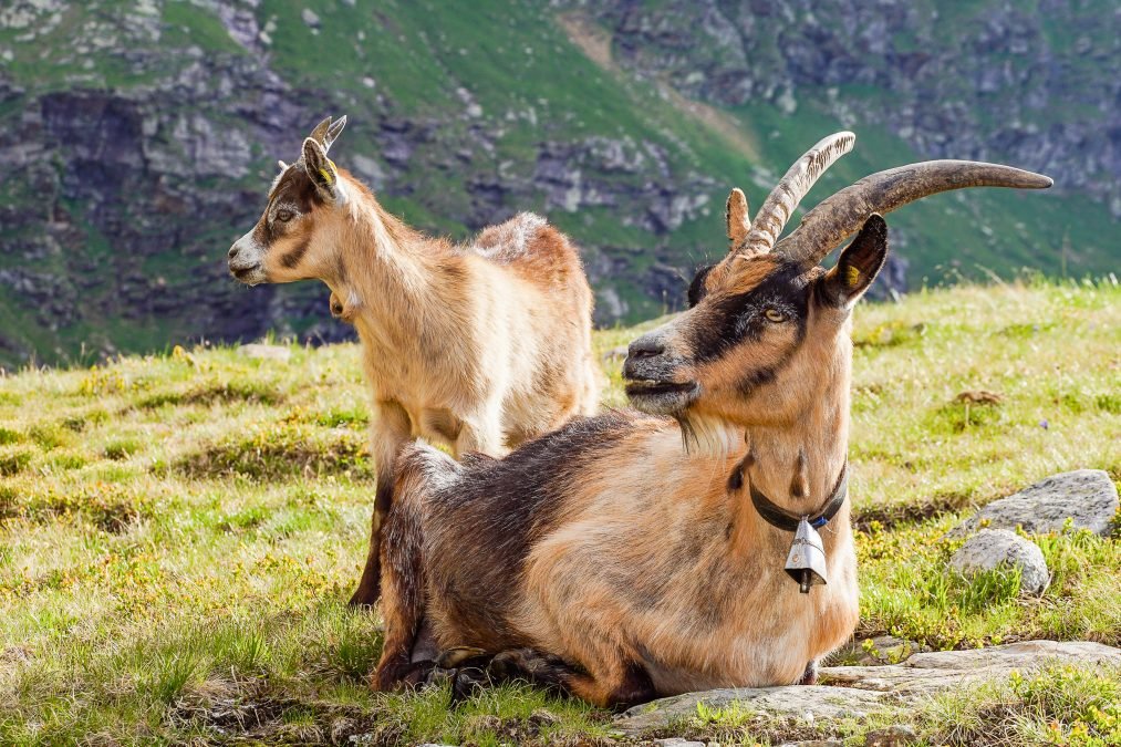 Prophylaxekampagne 2026