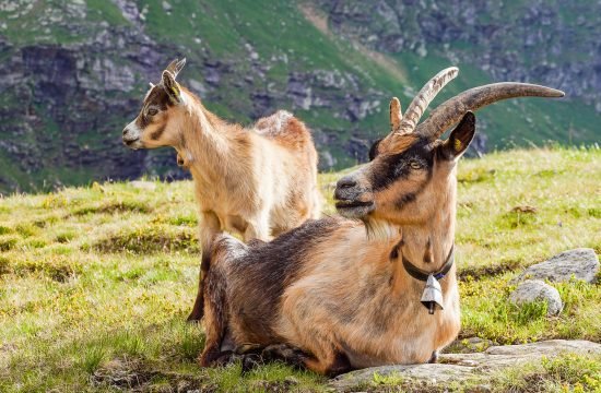 Prophylaxekampagne 2026