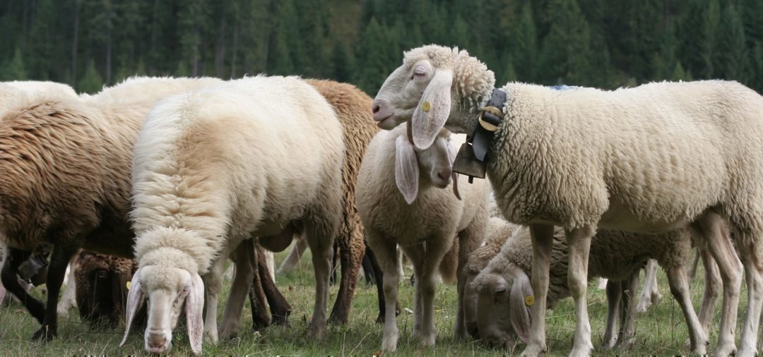 Bezirkskörung Obervinschgau