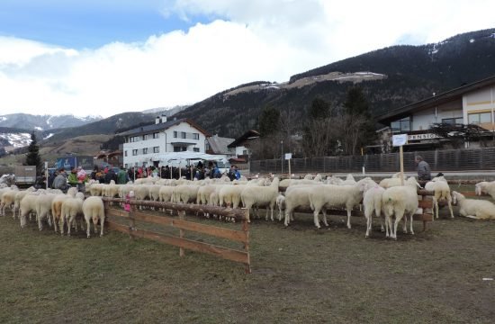 Jungzüchter Nightshow in Imst