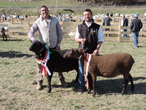 1. Landesausstellung aller Schafrassen am Ritten