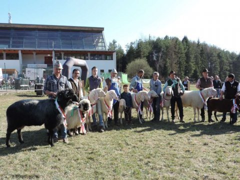 1.-Landesausstellung-aller-Schafrassen-am-Ritten-14