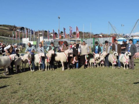 1.-Landesausstellung-aller-Schafrassen-am-Ritten-15