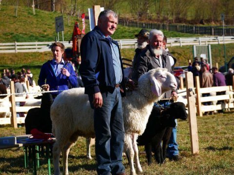 1.-Landesausstellung-aller-Schafrassen-am-Ritten-26