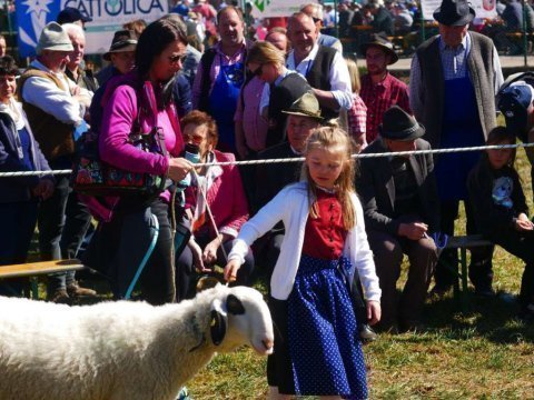 1.-Landesausstellung-aller-Schafrassen-am-Ritten-40