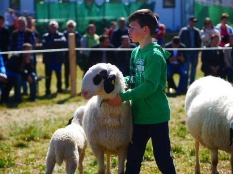 1.-Landesausstellung-aller-Schafrassen-am-Ritten-42