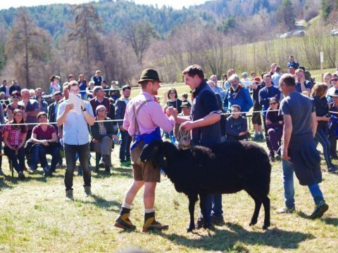 1.-Landesausstellung-aller-Schafrassen-am-Ritten-46