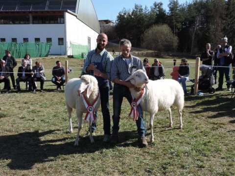 1.-Landesausstellung-aller-Schafrassen-am-Ritten-6