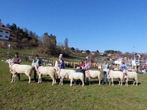 1.-Landesausstellung-aller-Schafrassen-am-Ritten-61