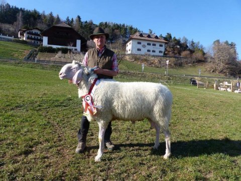 1.-Landesausstellung-aller-Schafrassen-am-Ritten-62