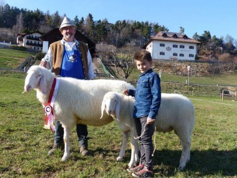 1.-Landesausstellung-aller-Schafrassen-am-Ritten-64