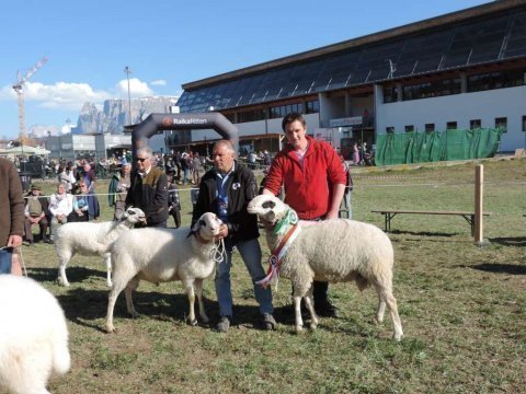 1.-Landesausstellung-aller-Schafrassen-am-Ritten-8