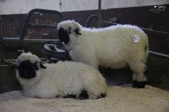 2. Jungzüchterausstellung in Bozen