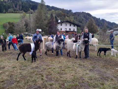 Tages- und Reservesieger ST Schafe/Widder