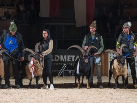 FotoArmin-01_NZ91951-