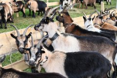 4. Tschöggelberger Schaf und Ziegenausstellung in Jenesien