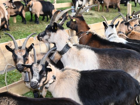 4. Tschöggelberger Schaf und Ziegenausstellung in Jenesien