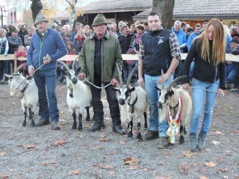 6.-Goasausstellung-des-SZV-Burggrafenamt-13