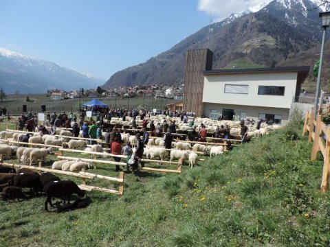 6. Landesjungtierschau in Partschins