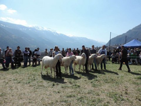 6.-Landesjungtierschau-in-Partschins-13