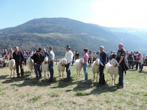 6.-Landesjungtierschau-in-Partschins-17