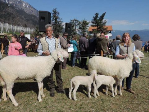 6.-Landesjungtierschau-in-Partschins-18