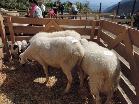 6.-Landesjungtierschau-in-Partschins-4