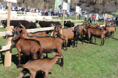 60 jähriges Jubiläum des SZV Obervinschgau