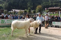 7. Landesjungtierschau in Luttach