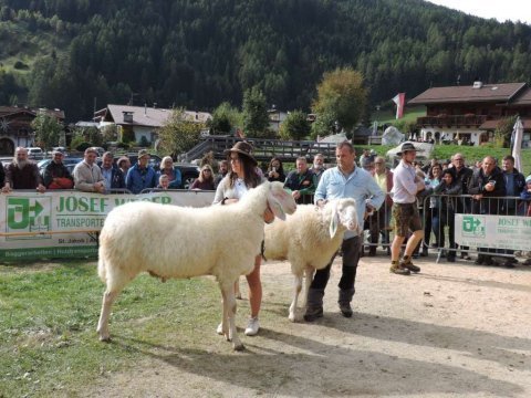 7.-Landesjungtierschau-in-Luttach-1