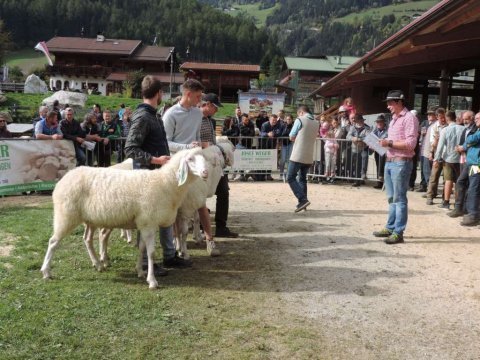 7.-Landesjungtierschau-in-Luttach-4