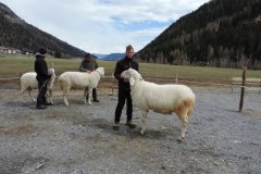 Altschaf und Widderschau in Ulten