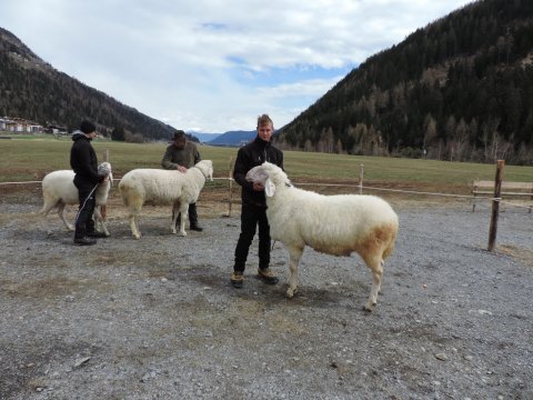 Altschaf und Widderschau in Ulten