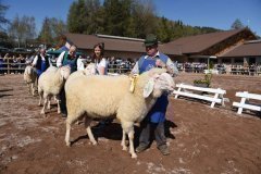 Gemeinsame Tierschau in Jenesien