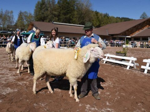 Gemeinsame-Tierschau-in-Jenesien-1