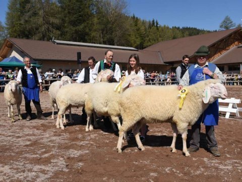 Gemeinsame-Tierschau-in-Jenesien-2