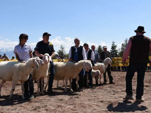 Gemeinsame-Tierschau-in-Jenesien-3