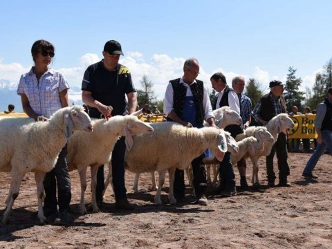 Gemeinsame-Tierschau-in-Jenesien-4