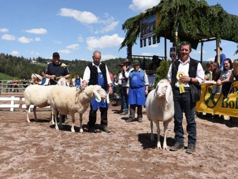 Gemeinsame-Tierschau-in-Jenesien-7