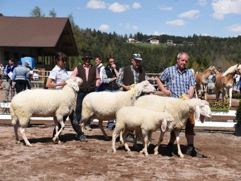 Gemeinsame-Tierschau-in-Jenesien-8