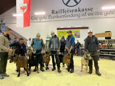 Tagessieger-Ziegen-Finale-Auswahl-Beste