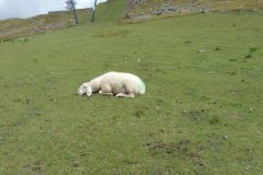 Internationaler Schafalmwandertag am Rittner Horn