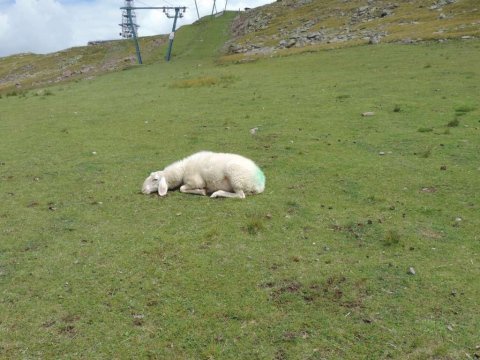 Internationaler-Schafalmwandertag-am-Rittner-Horn-1