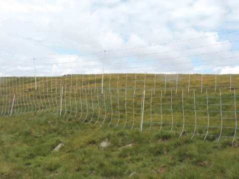 Internationaler-Schafalmwandertag-am-Rittner-Horn-4