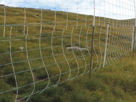 Internationaler-Schafalmwandertag-am-Rittner-Horn-5