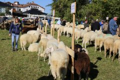 Landesjungtierschau für alle Schafrassen in Toblach