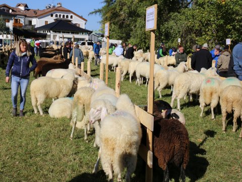 Landesjungtierschau für alle Schafrassen in Toblach